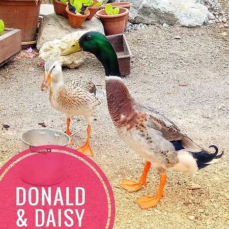 Haus Grubbach Apartamento *