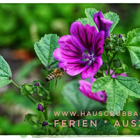 Apartamento Haus Grubbach *