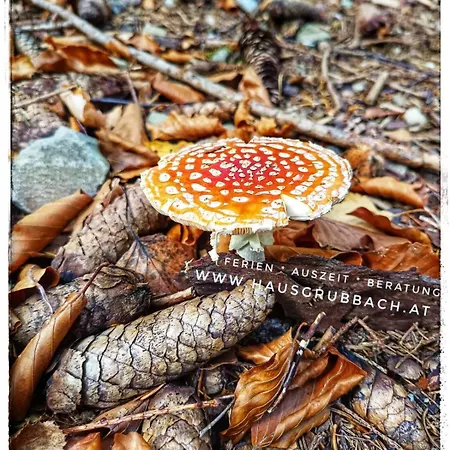 Haus Grubbach Appartamento Spital Am Pyhrn