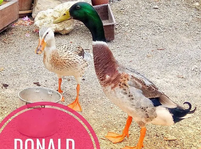 Haus Grubbach Διαμέρισμα *