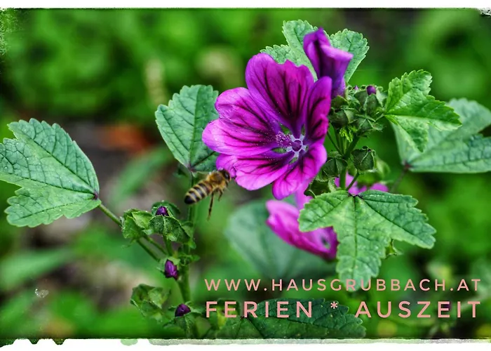 Daire Haus Grubbach *